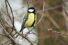 Parus major major