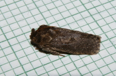 Acrolophus arcanella