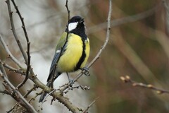 Parus major major