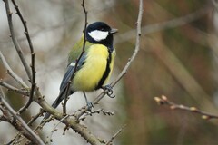 Parus major major