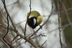 Parus major major