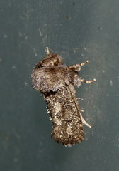 Acrolophus arcanella