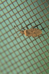 Scolopocerus