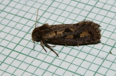 Acrolophus popeanella