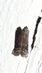 Euzophera semifuneralis