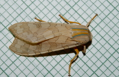 Halysidota tessellaris