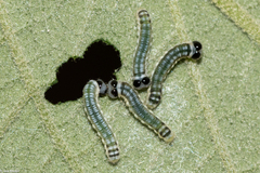 Hypothyris euclea