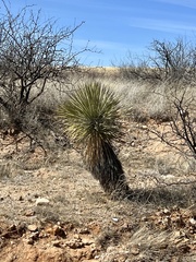 Yucca elata