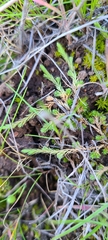 Selaginella cinerascens