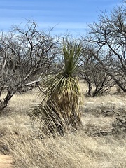 Yucca elata