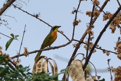 Telophorus sulfureopectus