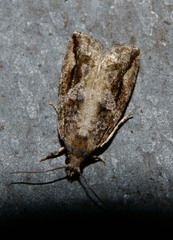 Proteoteras crescentana