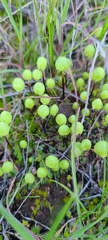 Asterella palmeri