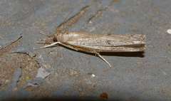 Parapediasia teterrellus