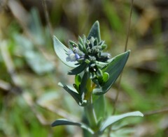 Linaria micrantha