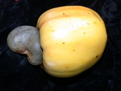 Anacardium occidentale