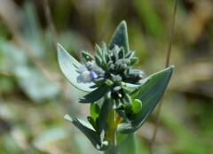 Linaria micrantha