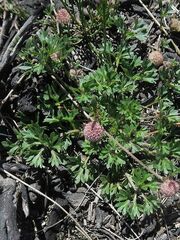 Actinotus gibbonsii