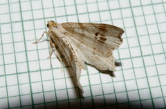 Macaria aemulataria
