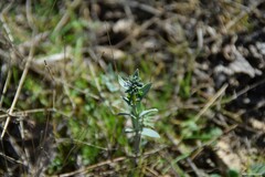 Linaria micrantha