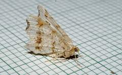 Macaria aemulataria