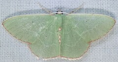 Nemoria lixaria