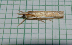 Crambus praefectellus