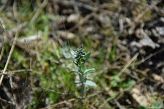 Linaria micrantha