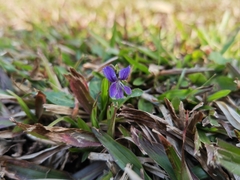 Viola inconspicua
