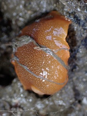Doriopsilla