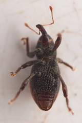 Micromastus gracilis