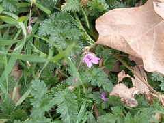 Erodium cicutarium