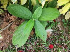 Ficus hispida