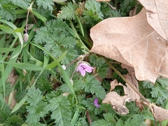 Erodium cicutarium