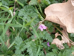 Erodium cicutarium