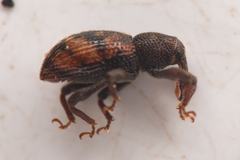 Micromastus gracilis