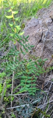 Pellaea andromedifolia pubescens