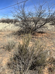 Ephedra trifurca