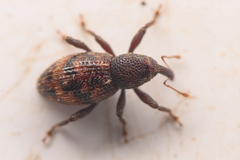 Micromastus gracilis