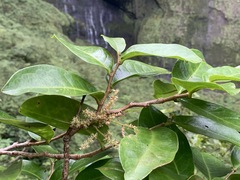 Antidesma platyphyllum