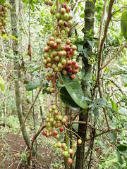 Antidesma platyphyllum