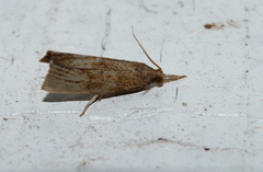 Neodactria luteolellus