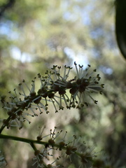 Antidesma platyphyllum