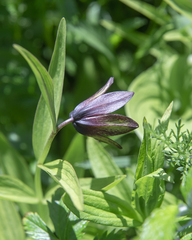 Fritillaria camschatcensis