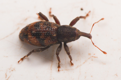 Micromastus gracilis