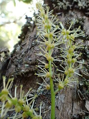 Antidesma platyphyllum