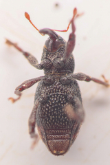 Micromastus gracilis