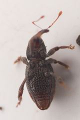 Micromastus gracilis