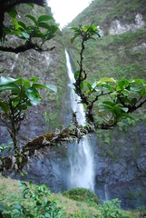 Antidesma platyphyllum