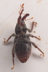 Micromastus gracilis